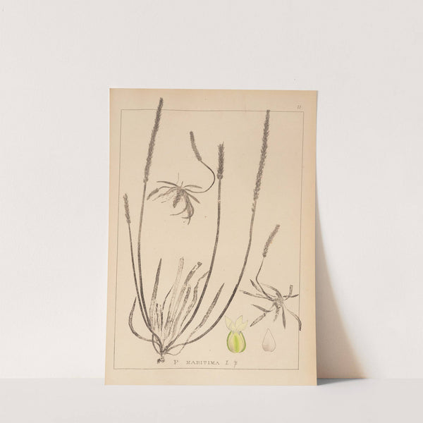 Herbier de la flore française Pl.0929 by Louis Antoine Cusin