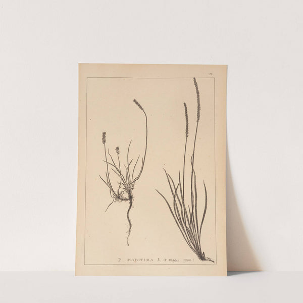 Herbier de la flore française Pl.0930 by Louis Antoine Cusin