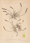 Herbier de la flore française Pl.0931