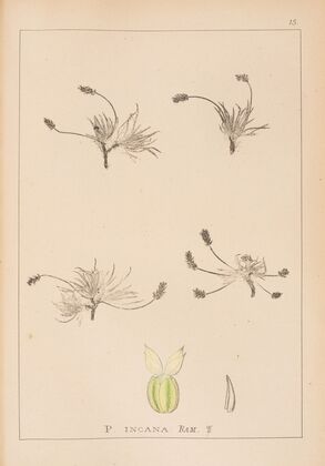 Herbier de la flore française Pl.0933