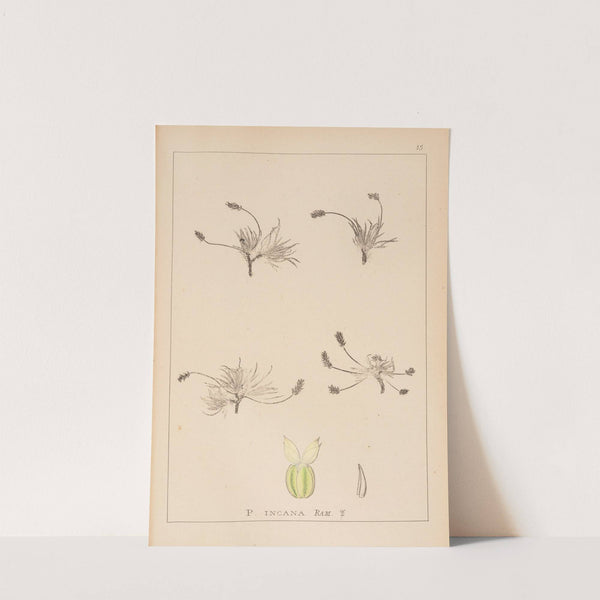 Herbier de la flore française Pl.0933 by Louis Antoine Cusin