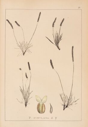Herbier de la flore française Pl.0934
