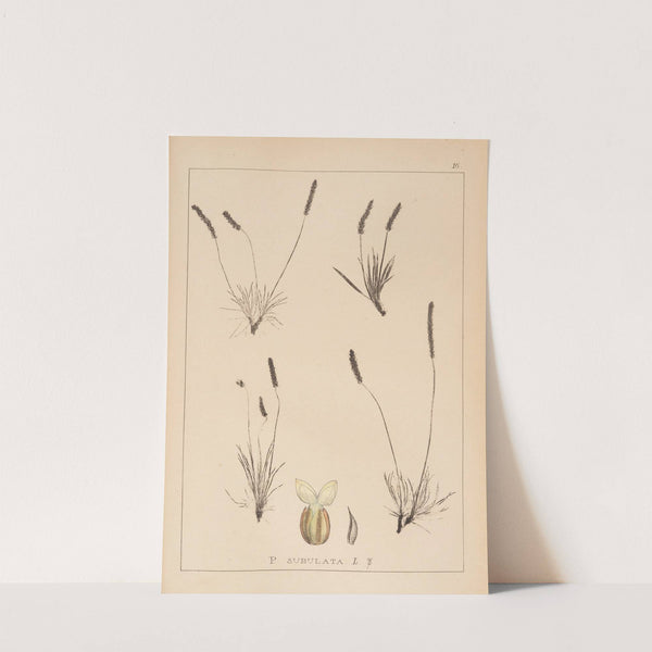 Herbier de la flore française Pl.0934 by Louis Antoine Cusin