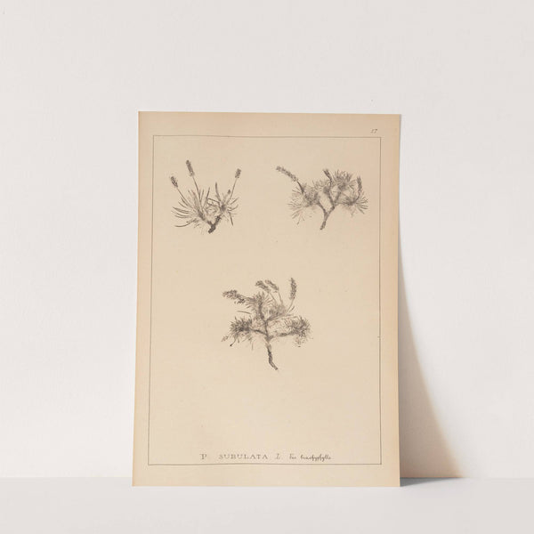 Herbier de la flore française Pl.0935 by Louis Antoine Cusin