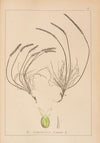 Herbier de la flore française Pl.0936