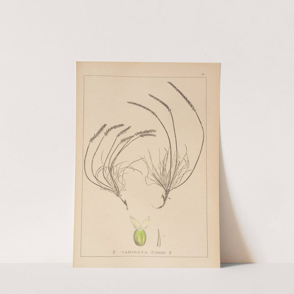 Herbier de la flore française Pl.0936 by Louis Antoine Cusin