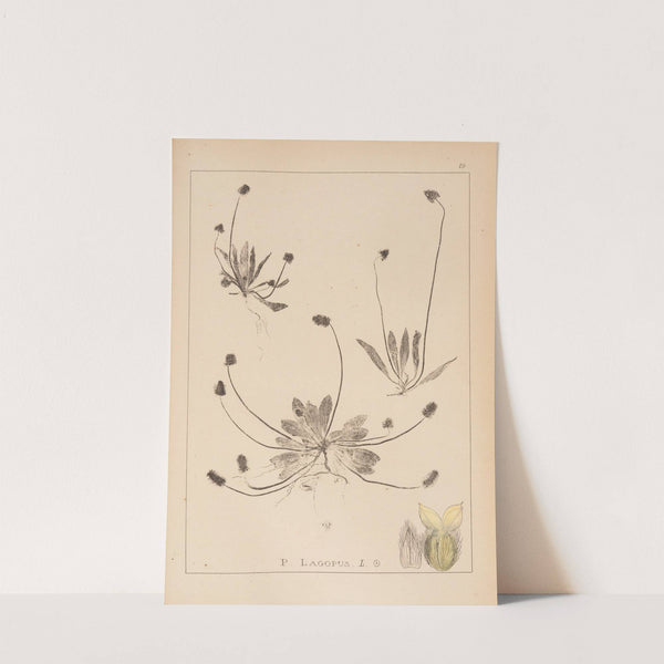 Herbier de la flore française Pl.0937 by Louis Antoine Cusin