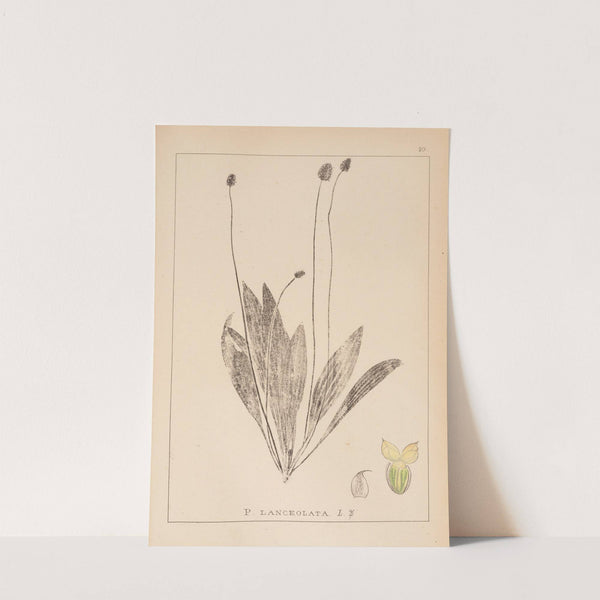 Herbier de la flore française Pl.0938 by Louis Antoine Cusin