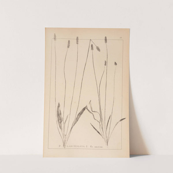 Herbier de la flore française Pl.0939 by Louis Antoine Cusin