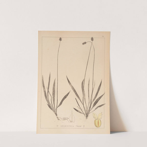 Herbier de la flore française Pl.0942 by Louis Antoine Cusin