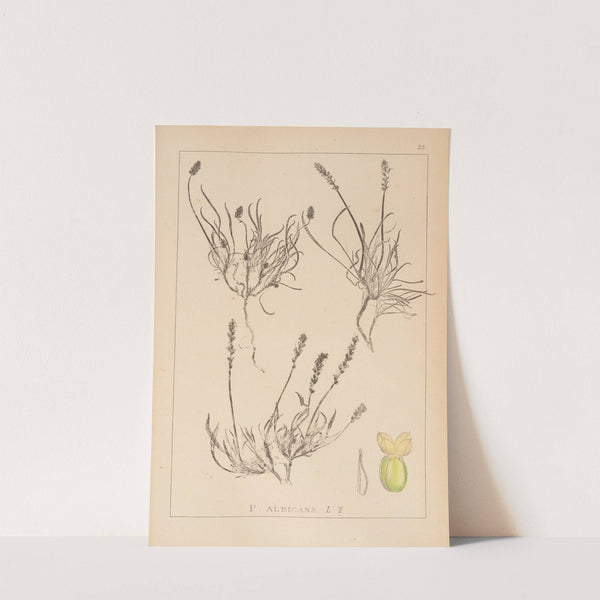 Herbier de la flore française Pl.0943 by Louis Antoine Cusin