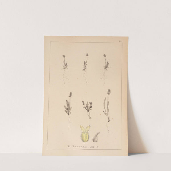 Herbier de la flore française Pl.0944 by Louis Antoine Cusin