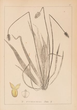 Herbier de la flore française Pl.0945