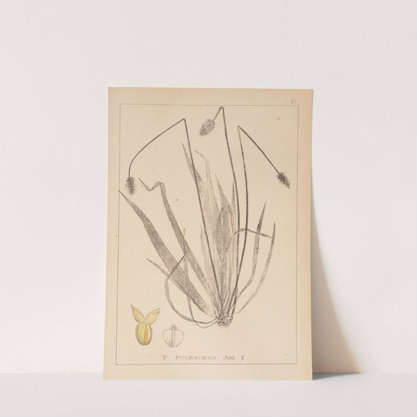 Herbier de la flore française Pl.0945 by Louis Antoine Cusin