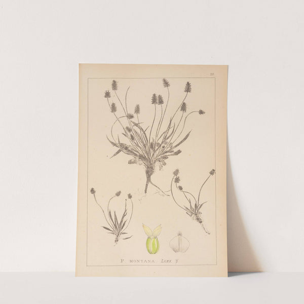 Herbier de la flore française Pl.0946 by Louis Antoine Cusin