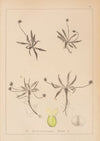 Herbier de la flore française Pl.0947