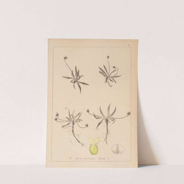 Herbier de la flore française Pl.0947 by Louis Antoine Cusin