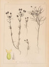 Herbier de la flore française Pl.0948