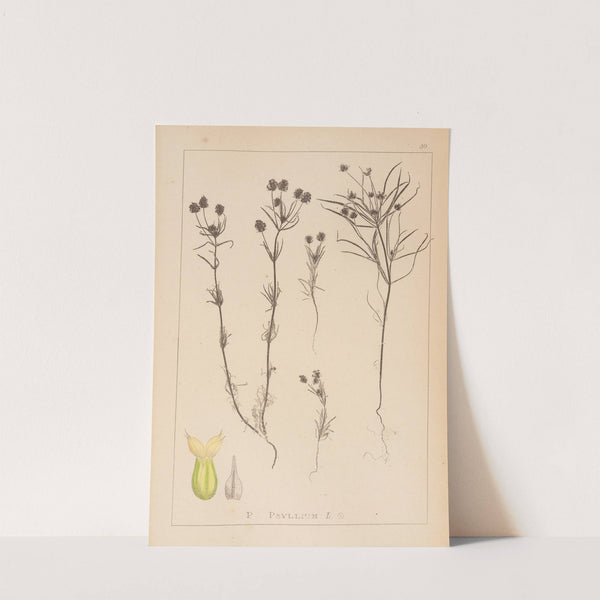 Herbier de la flore française Pl.0948 (1867-1876) by Louis Antoine Cusin