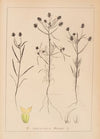 Herbier de la flore française Pl.0949
