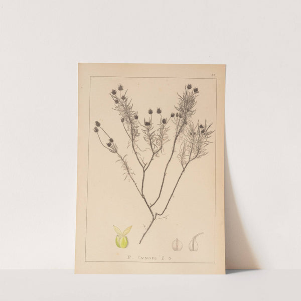 Herbier de la flore française Pl.0950 (1867-1876) by Louis Antoine Cusin