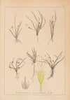 Herbier de la flore française Pl.0951