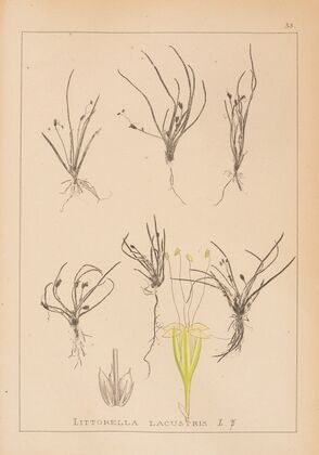 Herbier de la flore française Pl.0951