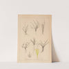 Herbier de la flore française Pl.0951 (1867-1876) by Louis Antoine Cusin