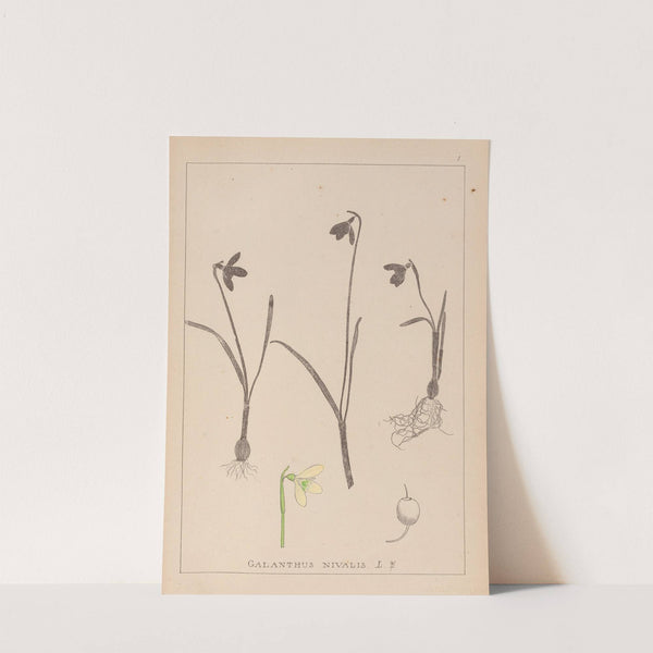 Herbier de la flore française Pl.0952 (1867-1876) by Louis Antoine Cusin