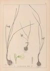 Herbier de la flore française Pl.0954
