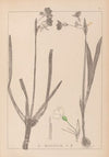 Herbier de la flore française Pl.0955