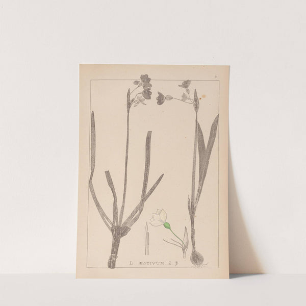 Herbier de la flore française Pl.0955 (1867-1876) by Louis Antoine Cusin