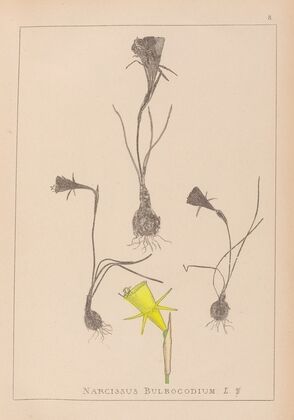 Herbier de la flore française Pl.0959