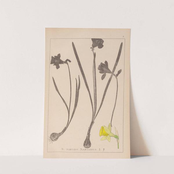 Herbier de la flore française Pl.0960 by Louis Antoine Cusin