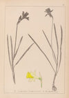 Herbier de la flore française Pl.0961