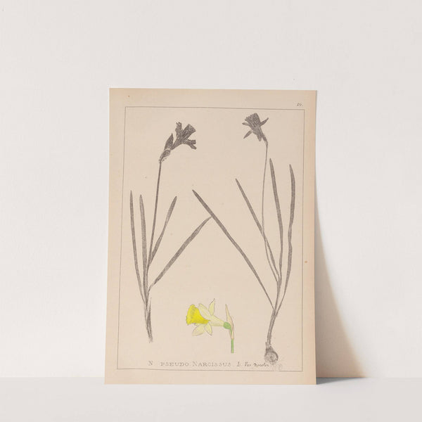 Herbier de la flore française Pl.0961 by Louis Antoine Cusin