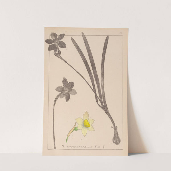 Herbier de la flore française Pl.0963 by Louis Antoine Cusin