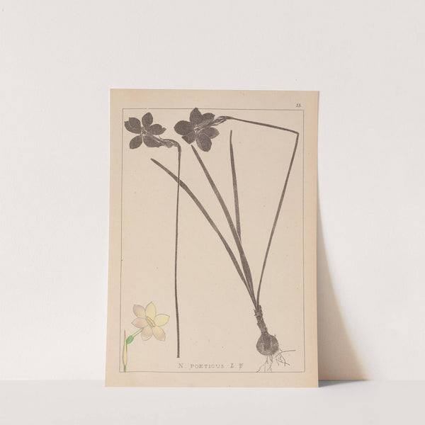 Herbier de la flore française Pl.0964 by Louis Antoine Cusin