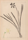 Herbier de la flore française Pl.0965