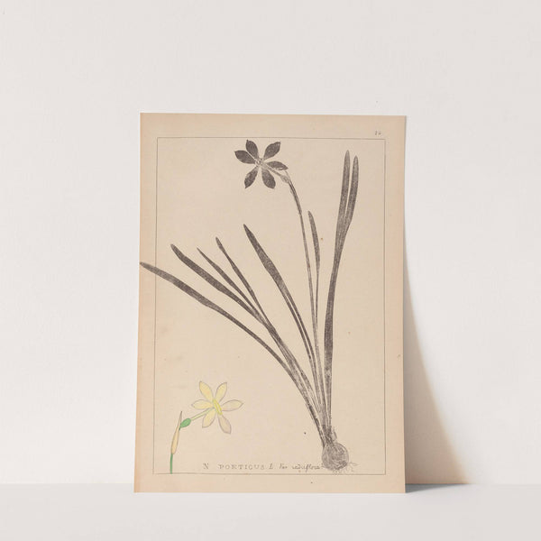 Herbier de la flore française Pl.0965 by Louis Antoine Cusin