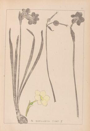 Herbier de la flore française Pl.0966
