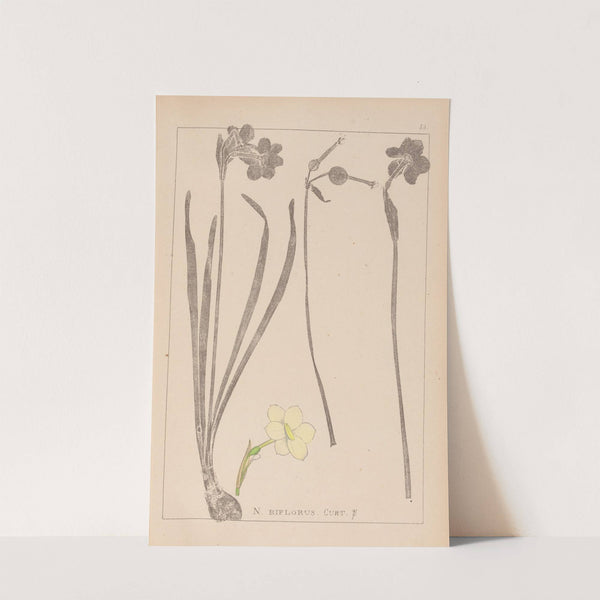 Herbier de la flore française Pl.0966 by Louis Antoine Cusin