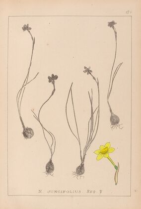 Herbier de la flore française Pl.0967