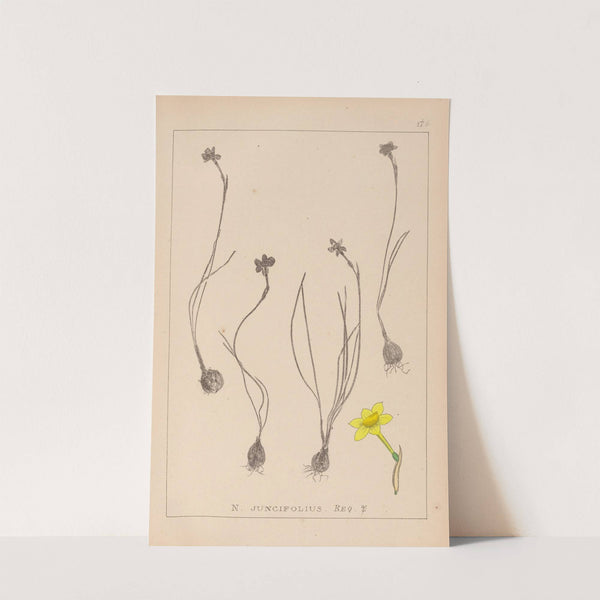 Herbier de la flore française Pl.0967 by Louis Antoine Cusin