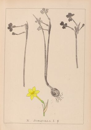 Herbier de la flore française Pl.0968