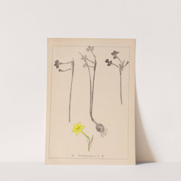 Herbier de la flore française Pl.0968 by Louis Antoine Cusin