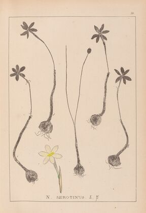 Herbier de la flore française Pl.0969