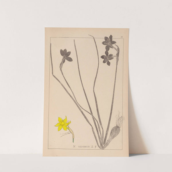 Herbier de la flore française Pl.0970 by Louis Antoine Cusin