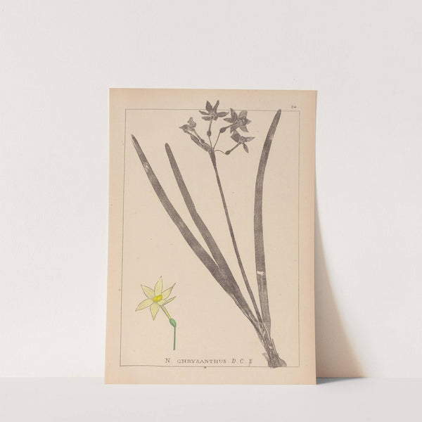 Herbier de la flore française Pl.0971 by Louis Antoine Cusin