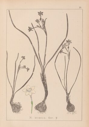 Herbier de la flore française Pl.0974